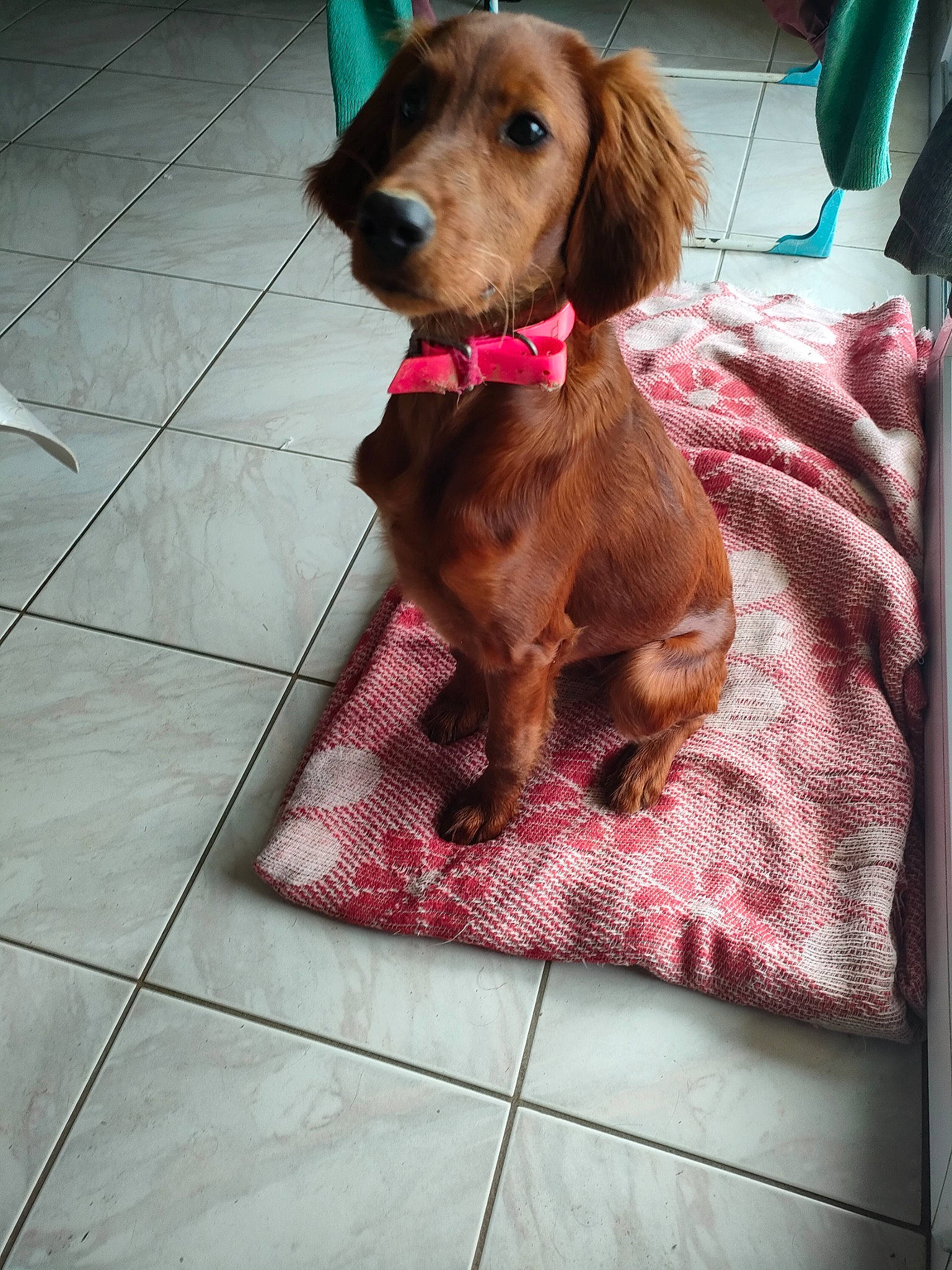 Selfy participe au concours pour gagner de l'argent avec cette photo : canidae, carnivore, collar, companion_dog, dog, dog_breed, dog_collar, dog_supply, fawn, flooring, gun_dog, hunting_dog, leash, liver, pattern, pet_supply, snout, sporting_group, tile_flooring, working_animal