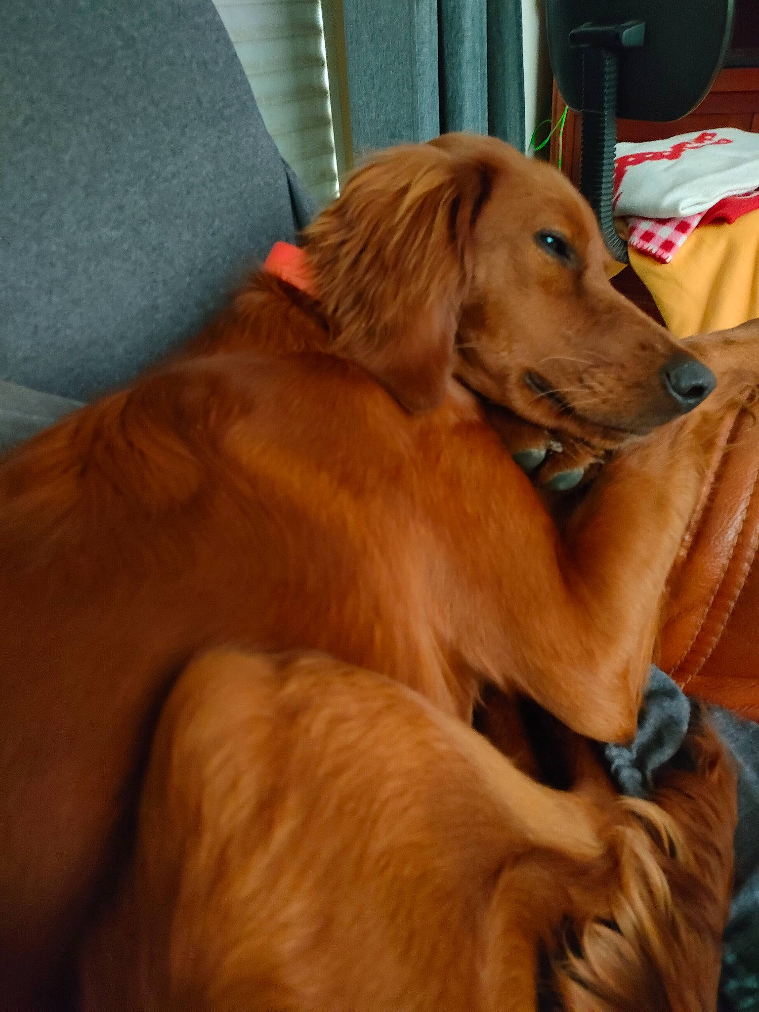 Selfy participe au concours pour gagner de l'argent avec cette photo : canidae, carnivore, comfort, companion_dog, dog, dog_breed, dog_supply, fawn, flooring, fur, gun_dog, hardwood, liver, snout, sporting_group, tail, varnish, whiskers, wood, working_animal