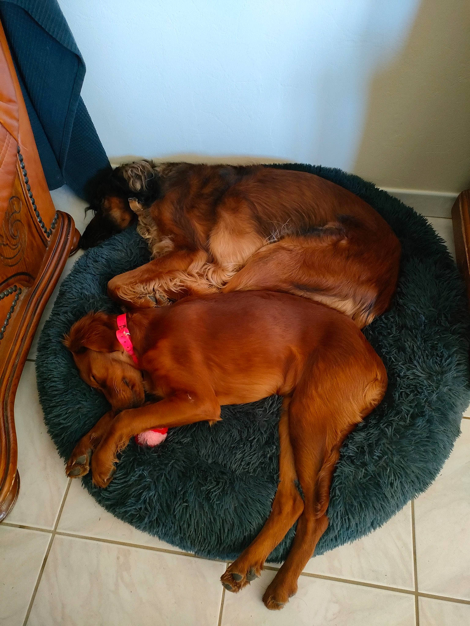 Selfy a rejoint le concours — aidez-le/la à gagner de superbes lots ! brown, carnivore, comfort, companion_dog, dog, dog_breed, dog_supply, fawn, flooring, guard_dog, hardwood, liver, sporting_group, working_animal