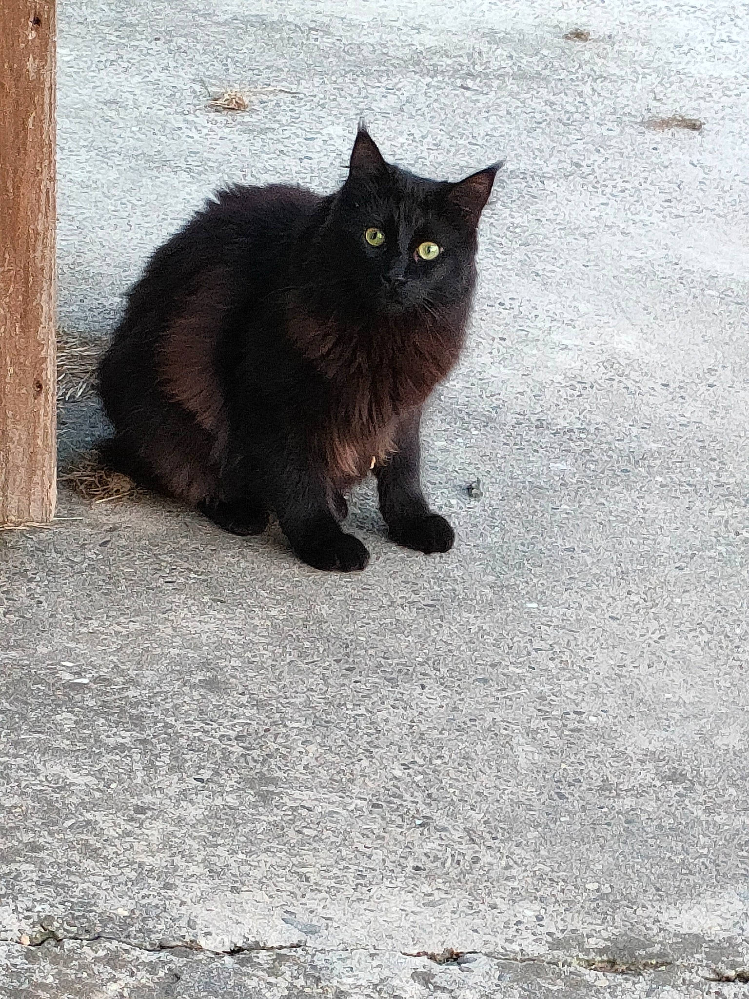 Smecta a rejoint le concours — aidez-le/la à gagner de superbes lots ! asphalt, black_cat, bombay, carnivore, cat, claw, domestic_short_haired_cat, felidae, foot, fur, grass, grey, human_leg, paw, road_surface, sitting, small_to_medium_sized_cats, snout, tail, whiskers