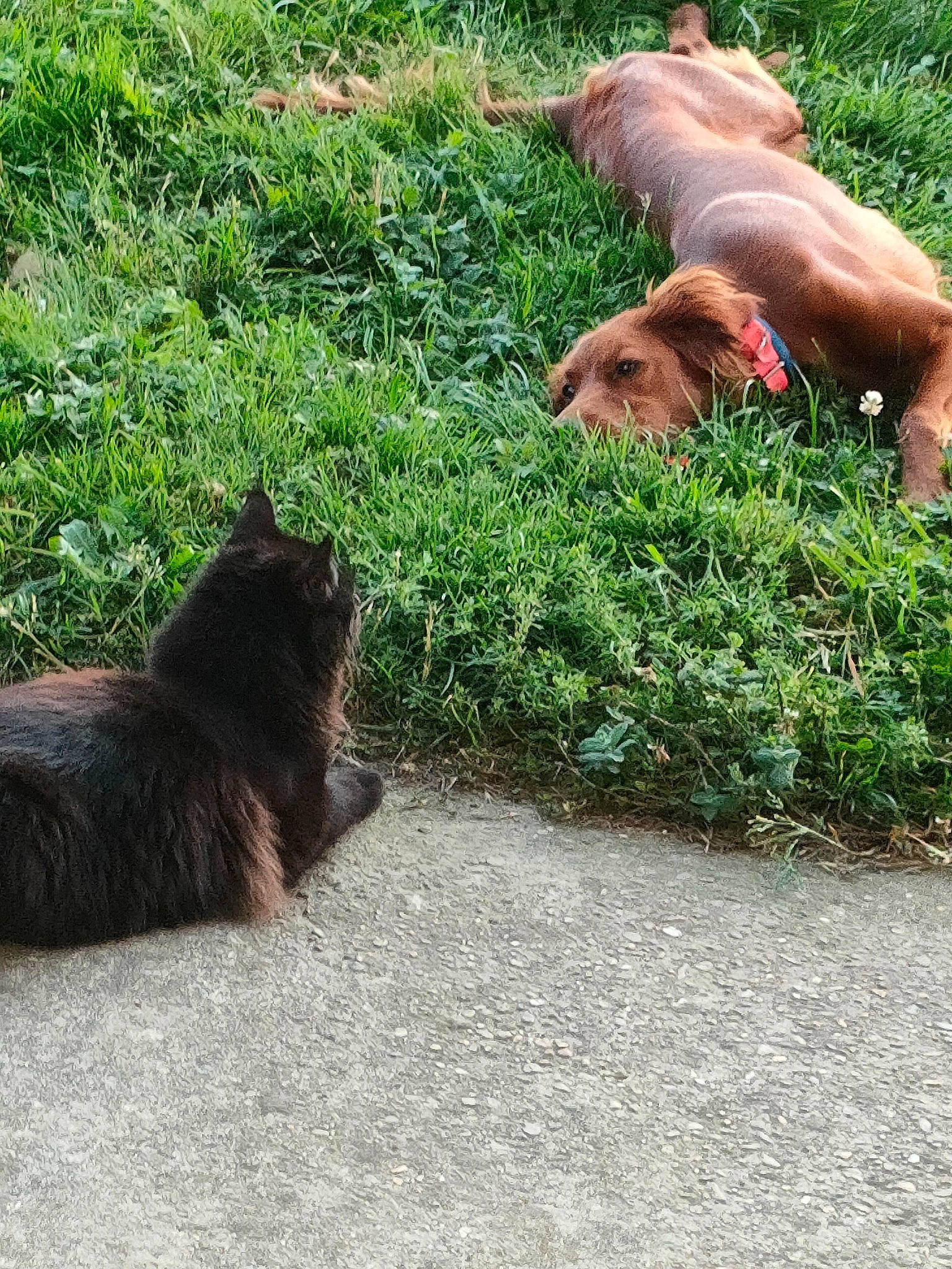 Smecta a rejoint le concours — aidez-le/la à gagner de superbes lots ! carnivore, cat, companion_dog, dog, dog_breed, domestic_short_haired_cat, fawn, felidae, grass, groundcover, liver, plant, shrub, small_to_medium_sized_cats, snout, sporting_group, tail, terrestrial_animal, whiskers, wildlife