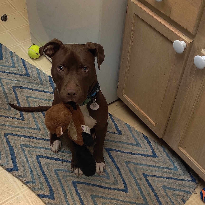 Steven joined the competition — help win amazing prizes! animal, ball, canine, dog, drawer, furniture, homedecor, hound, indoors, interiordesign, labradorretriever, pet, plywood, pointer, puppy, rug, sport, tennis, tennisball, wood