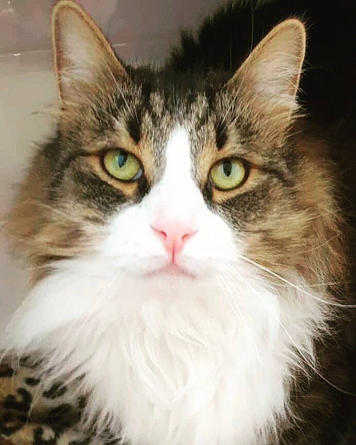 Cashew joined the competition — help win amazing prizes! aegean_cat, american_curl, american_wirehair, asian_semi_longhair, british_semi_longhair, carnivore, cat, domestic_long_haired_cat, eye, felidae, fur, iris, mammal, norwegian_forest_cat, ragamuffin, siberian, small_to_medium_sized_cats, snout, vertebrate, whiskers