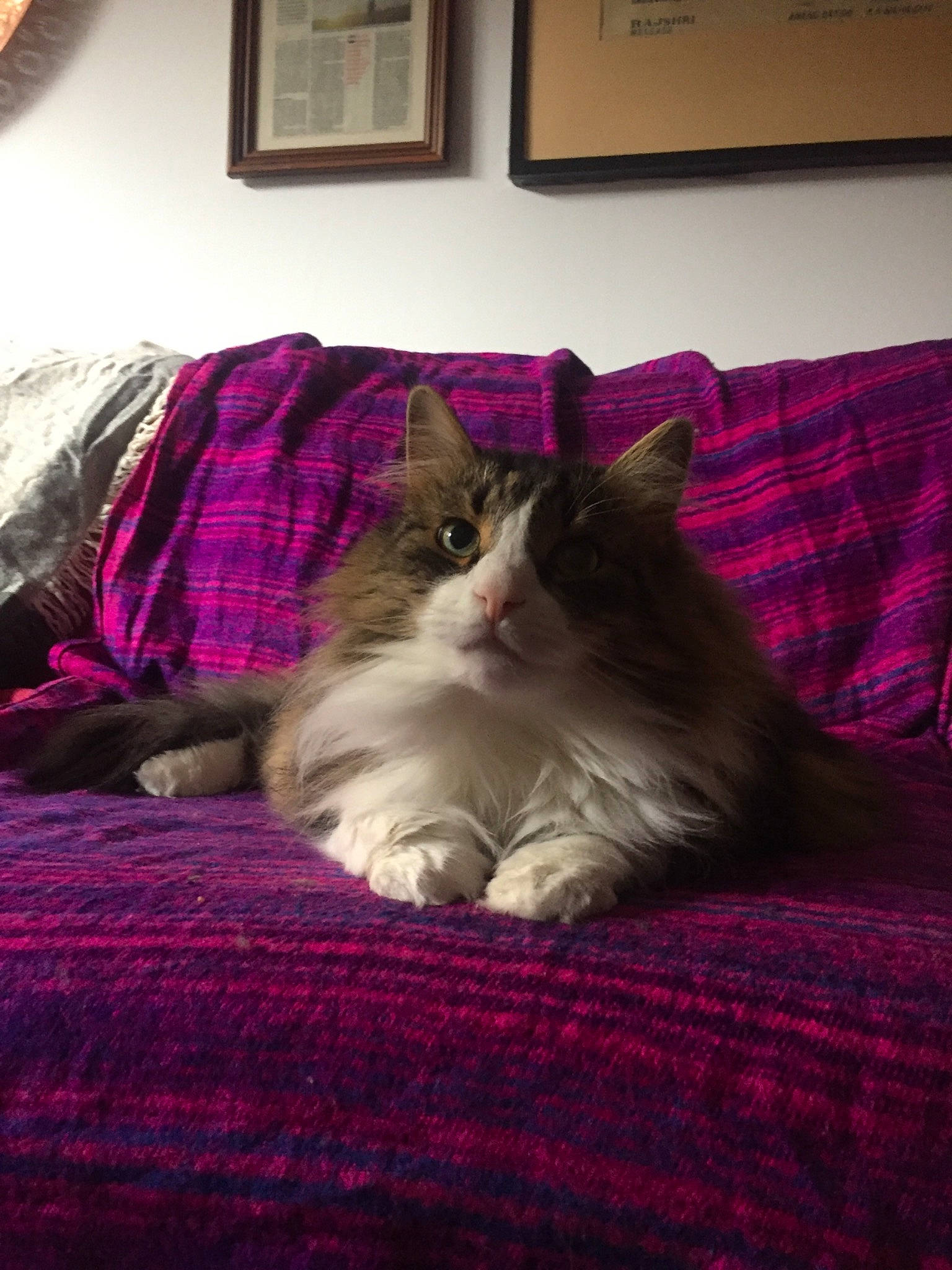 Cashew joined the competition — help win amazing prizes! carnivore, cat, domestic_long_haired_cat, felidae, fur, furniture, kitten, maine_coon, mammal, norwegian_forest_cat, ragamuffin, small_to_medium_sized_cats, whiskers