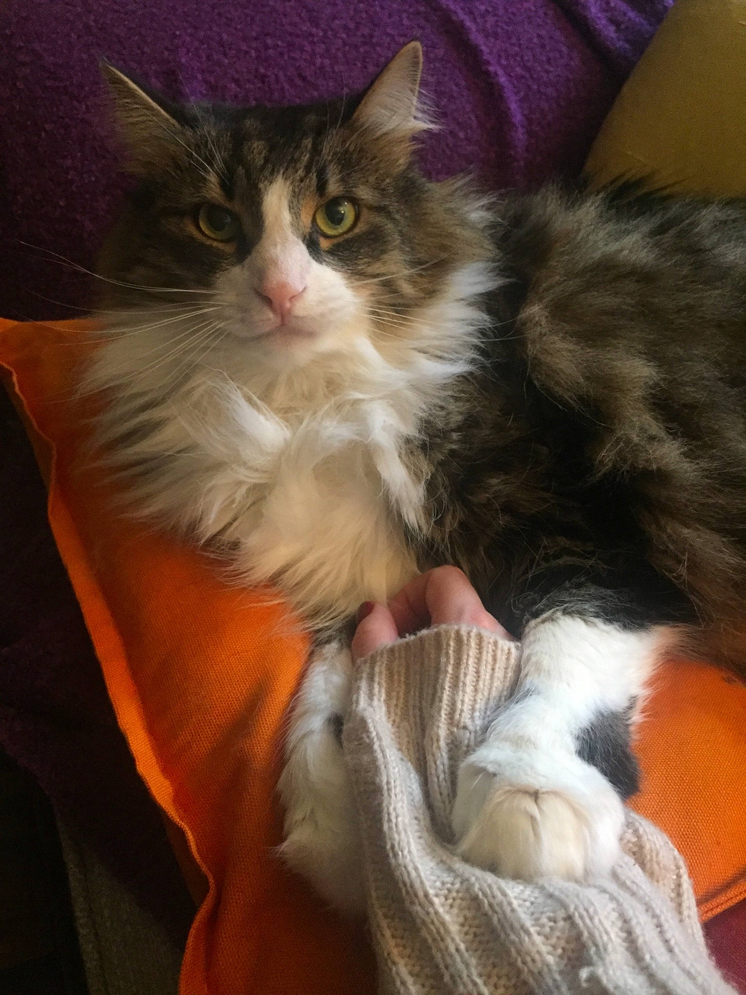 Cashew is registered to the contest to win money with this photo: american_curl, asian_semi_longhair, british_semi_longhair, carnivore, cat, cymric, domestic_long_haired_cat, felidae, fur, kitten, maine_coon, mammal, napoleon_cat, norwegian_forest_cat, ragamuffin, siberian, small_to_medium_sized_cats, vertebrate, whiskers