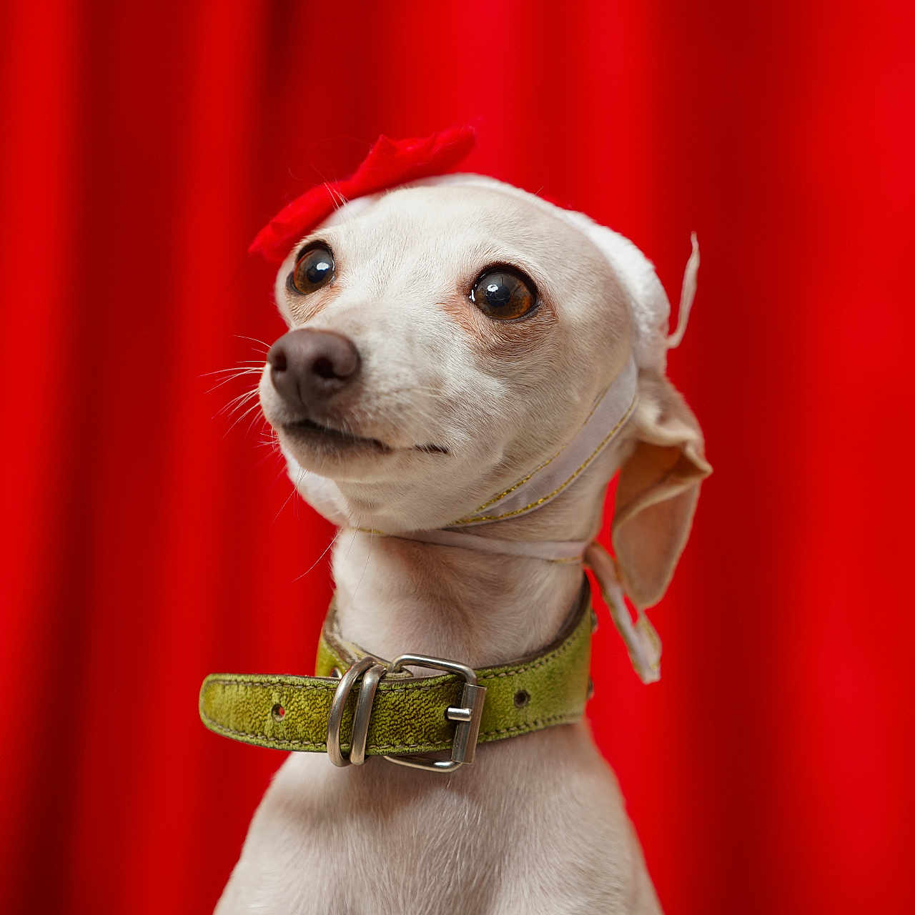 Titania participe au concours pour gagner de l'argent avec cette photo : adorable, animal, canine, closeup, cute, dog, domestic_animal, ears, expression, fur, green_collar, headband, looking_away, muzzle, pet, portrait, red_background, small_dog, studio, whiskers