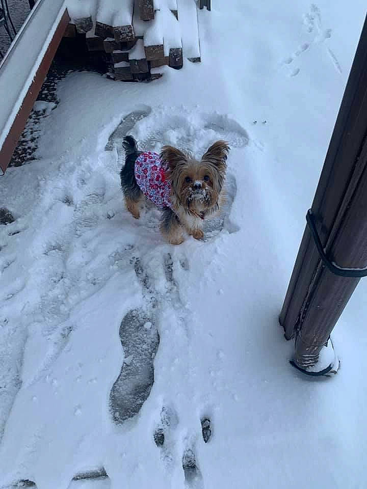 Coco joined the competition — help win amazing prizes! canidae, carnivore, dog, dog_breed, papillon, snow, toy_dog, winter, winter_storm, yorkshire_terrier