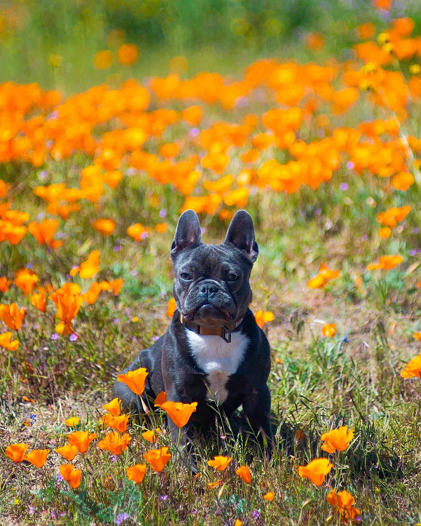 Oreo is registered to the contest to win money with this photo: carnivore, companion_dog, dog, dog_breed, fawn, field, flower, grass, grassland, groundcover, landscape, meadow, natural_landscape, nature, plant, prairie, snout, terrestrial_animal, wilderness, working_animal