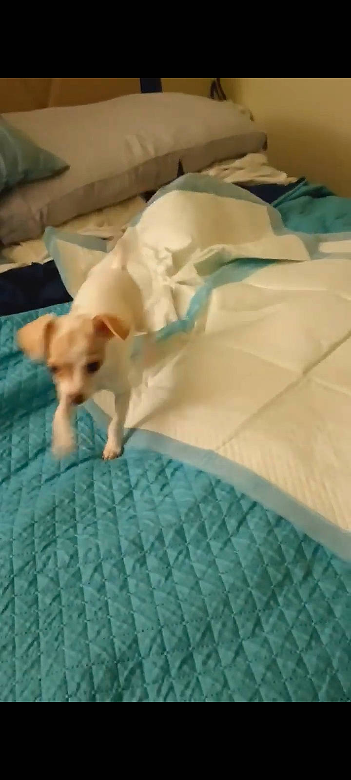 Bella is registered to the contest to win money with this photo: bedding, blanket, canidae, carnivore, comfort, companion_dog, dog, dog_breed, duvet, fawn, flooring, linens, room, sporting_group, tail, working_animal