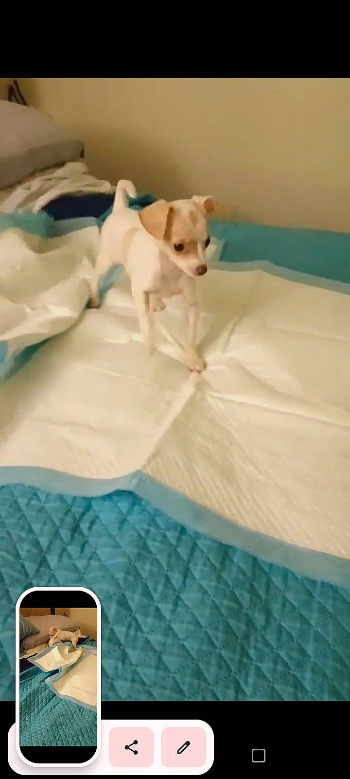 Bella is registered to the contest to win money with this photo: bedding, carnivore, comfort, communication_device, companion_dog, dog, dog_breed, dog_supply, fawn, flooring, gadget, iphone, linens, mobile_device, mobile_phone, portable_communications_device, smartphone, telephone, telephony, working_animal