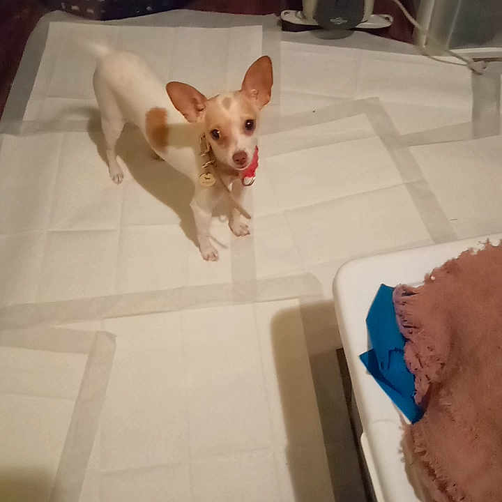 Bella joined the competition — help win amazing prizes! carnivore, chihuahua, companion_dog, dog, dog_breed, dog_supply, fawn, felidae, floor, flooring, fur, home_appliance, paw, pet_supply, room, small_to_medium_sized_cats, tail, toy, toy_dog, whiskers