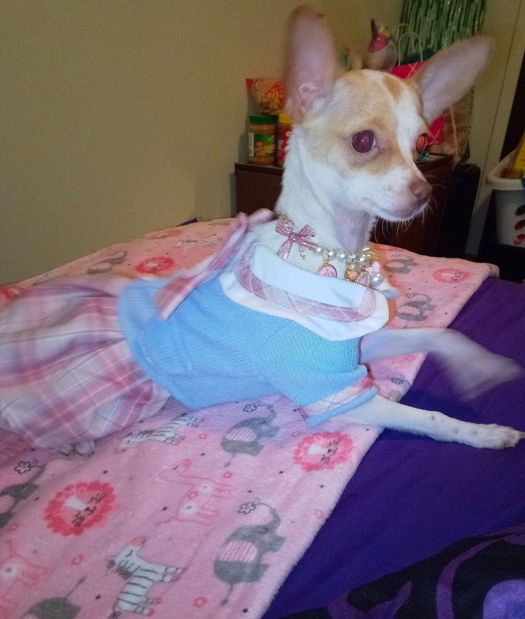 Bella joined the competition — help win amazing prizes! art, bedding, canidae, carnivore, chihuahua, companion_dog, corgi_chihuahua, creative_arts, dog, dog_breed, dog_supply, fawn, linens, pattern, pink, russkiy_toy, toy_dog, whiskers, working_animal