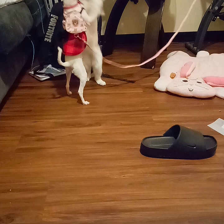Bella