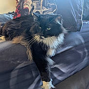 Buddy Booboo joined the competition — help win amazing prizes! cat, black_and_white, fluffy, bed, bedding, paw, tattoo, person, phone, relaxing, indoor, feline, whiskers, fur, resting, casual, home, comfort, animal, portrait