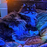Buddy Bioboo is registered to the contest to win money with this photo: bedroom, blanket, blue_light, candle, cat, cozy, decor, domestic_animal, feline, fluffy, fur, furniture, indoor, long_hair, night, paw, relaxing, resting, warm_light, whiskers