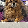 dog, fluffy, pet, couch, indoor, person, phone, relaxed, brown_fur, living_room, casual, home, paw, fur, smile, resting, purple_pants, blanket, furniture, cozy