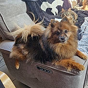 Maïa a rejoint le concours — aidez-le/la à gagner de superbes lots ! armrest, beige, blanket, blanket_logo, brown, cat, couch, cozy, curious, dog, fluffy_dog, fur, furniture, indoor, living_room, pet, relaxed, sunlight, tabby_cat, tile_floor