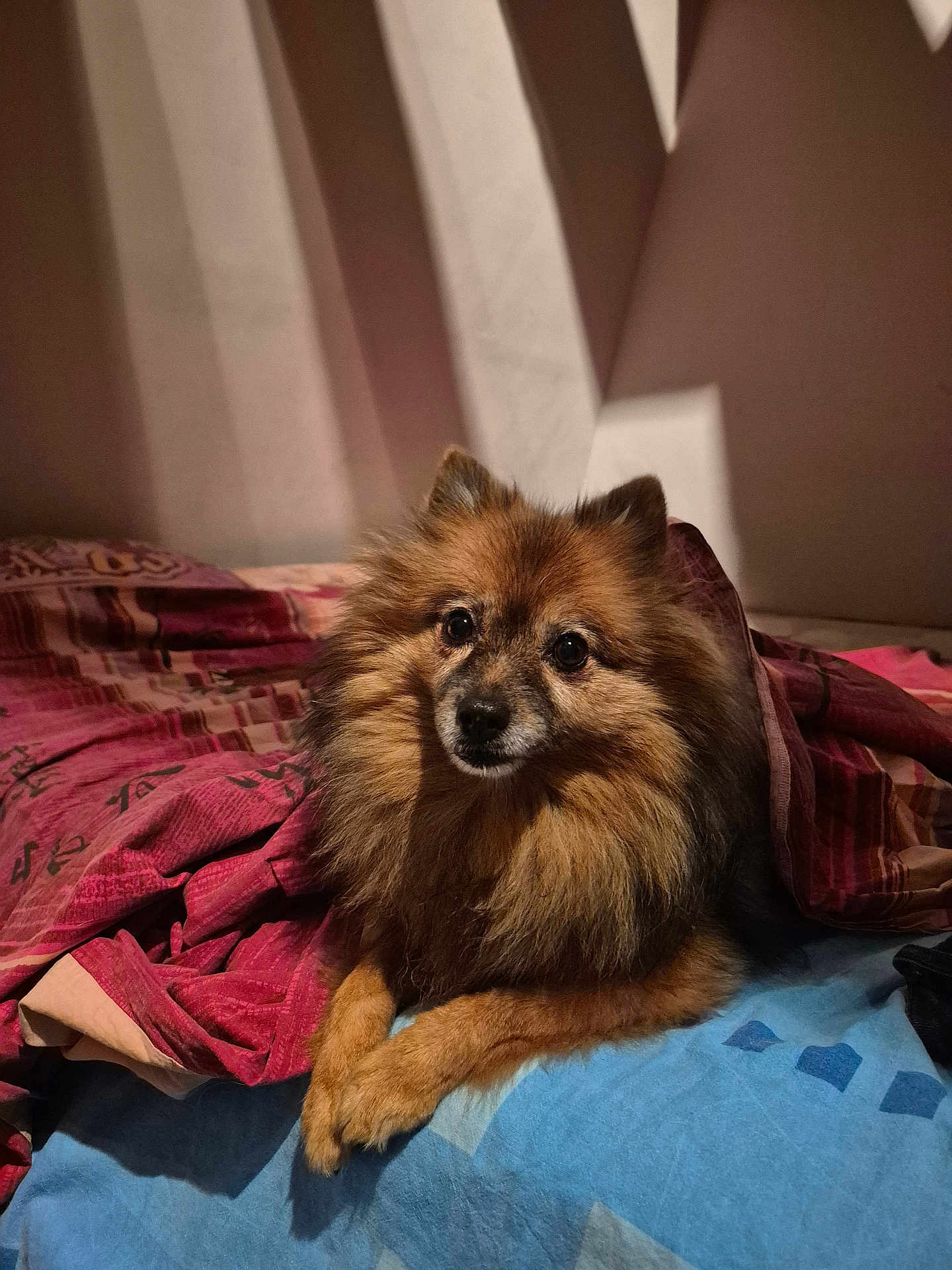 Maïa