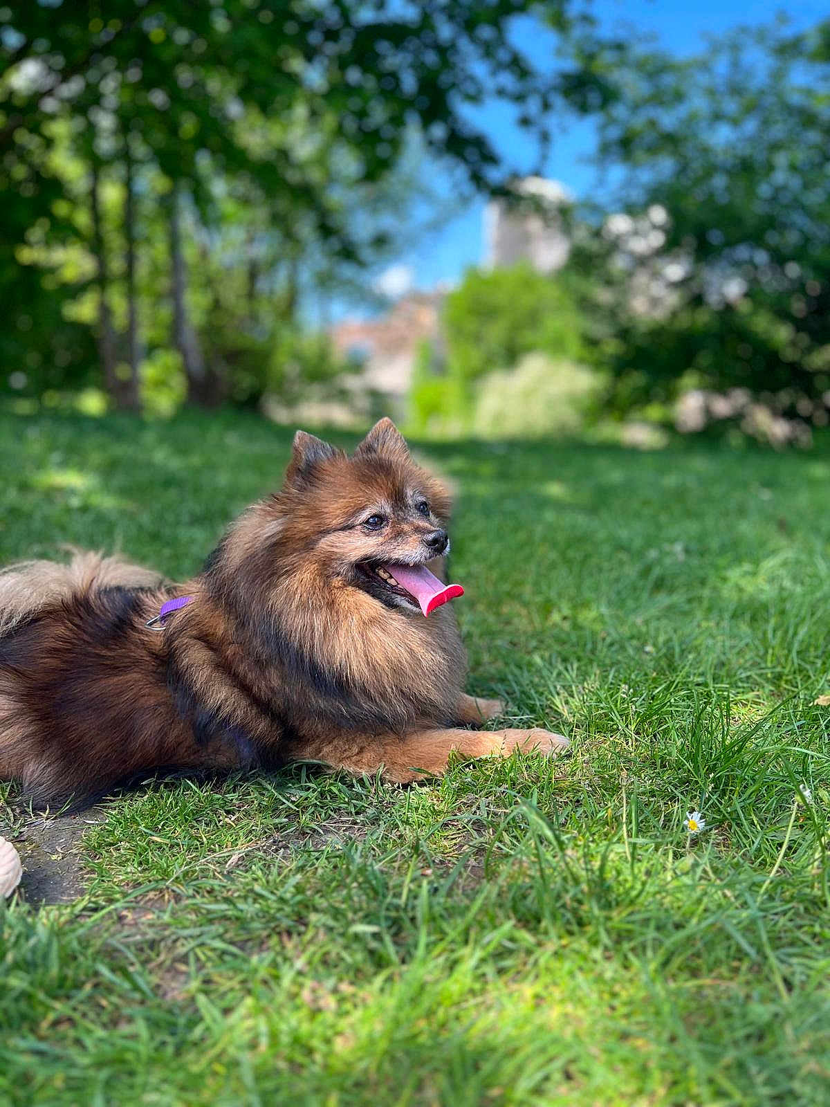 Maïa