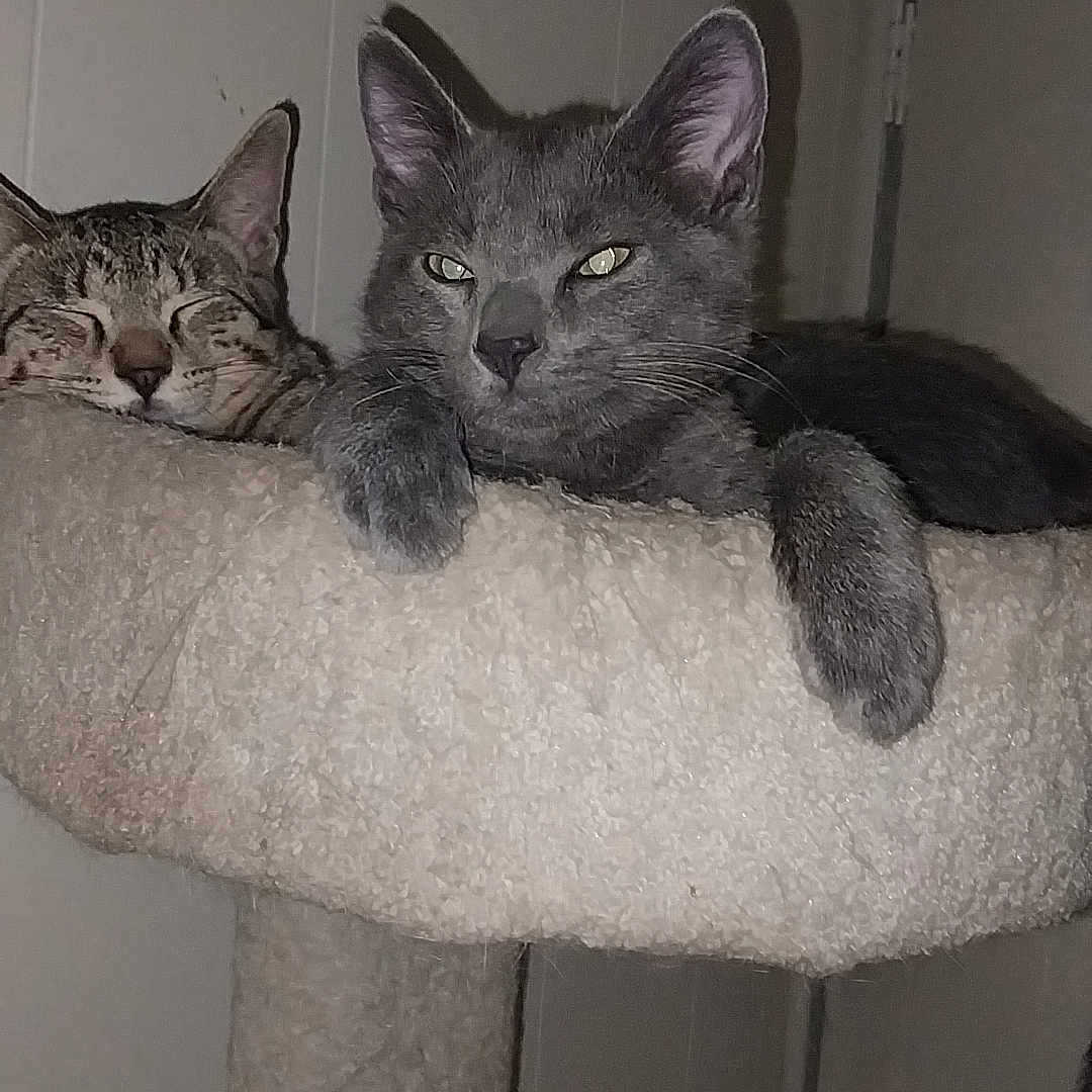 Rio Chaptio joined the competition — help win amazing prizes! animal, cat, cat_tree, cats, cozy, cute, ears, feline, fluffy, fur, gray_cat, indoor, paw, perch, pet, relaxed, resting, sleeping, tabby_cat, whiskers