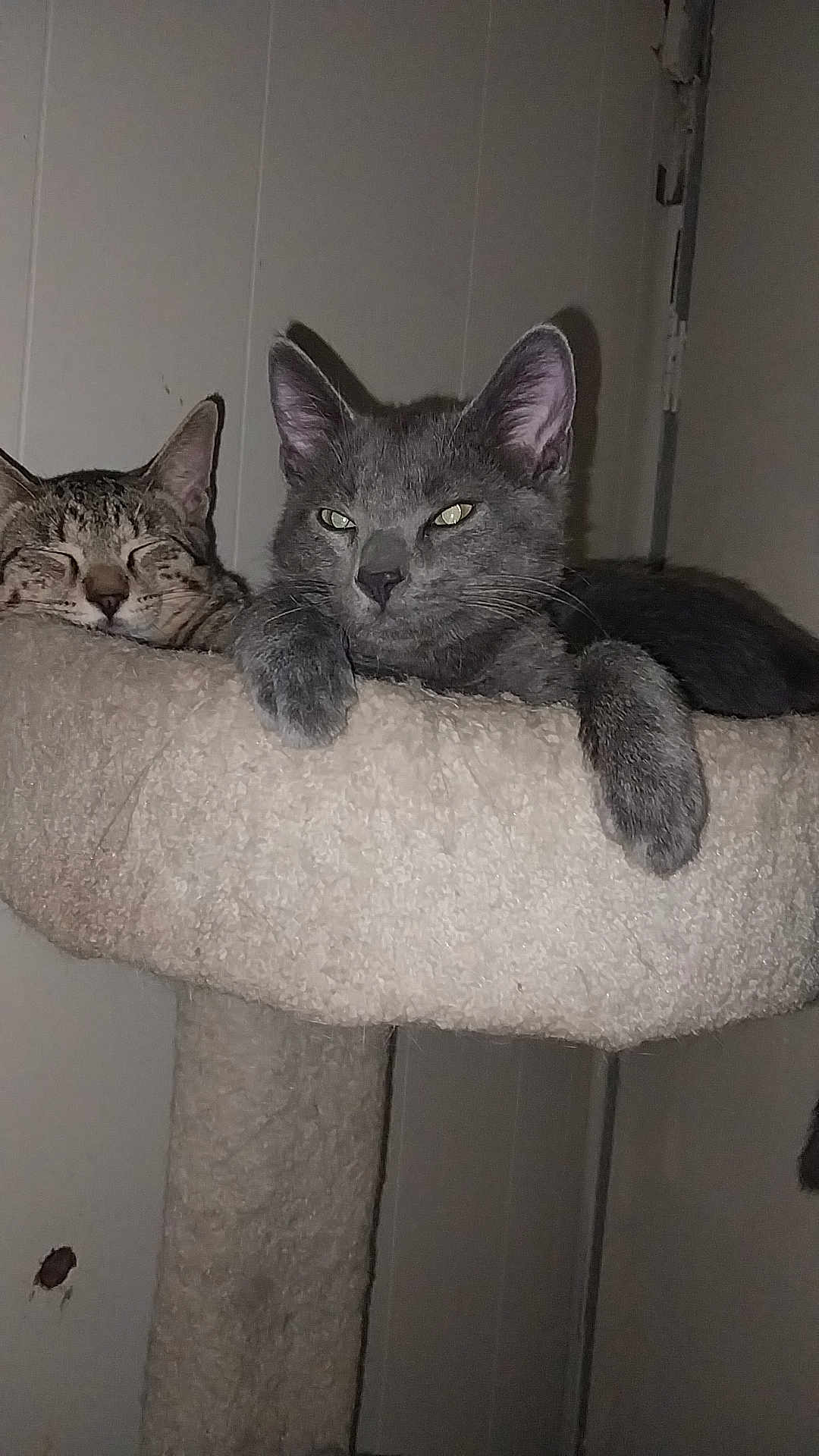 Rio Chaptio joined the competition — help win amazing prizes! animal, cat, cat_tree, cats, cozy, cute, ears, feline, fluffy, fur, gray_cat, indoor, paw, perch, pet, relaxed, resting, sleeping, tabby_cat, whiskers