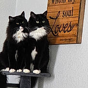 Tommygirljerrybaby joined the competition — help win amazing prizes! cat, cats, black_and_white, fluffy, pet, feline, indoor, cat_tree, wooden_sign, wall, sitting, pair, domestic_animal, whiskers, paw, fur, eyes, portrait, animal, household