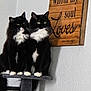 cat, cats, black_and_white, fluffy, pet, feline, indoor, cat_tree, wooden_sign, wall, sitting, pair, domestic_animal, whiskers, paw, fur, eyes, portrait, animal, household