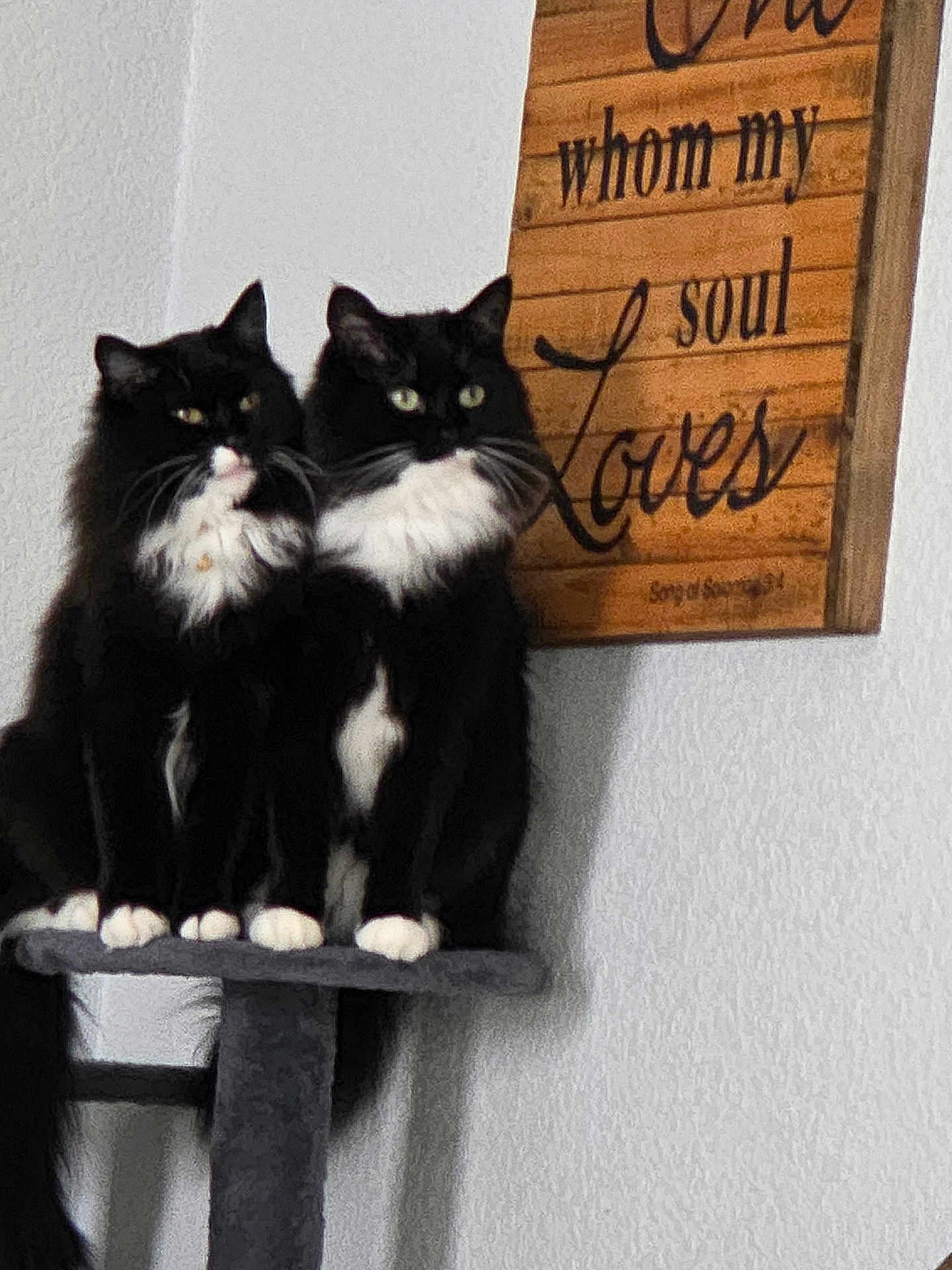Tommygirljerrybaby joined the competition — help win amazing prizes! cat, cats, black_and_white, fluffy, pet, feline, indoor, cat_tree, wooden_sign, wall, sitting, pair, domestic_animal, whiskers, paw, fur, eyes, portrait, animal, household