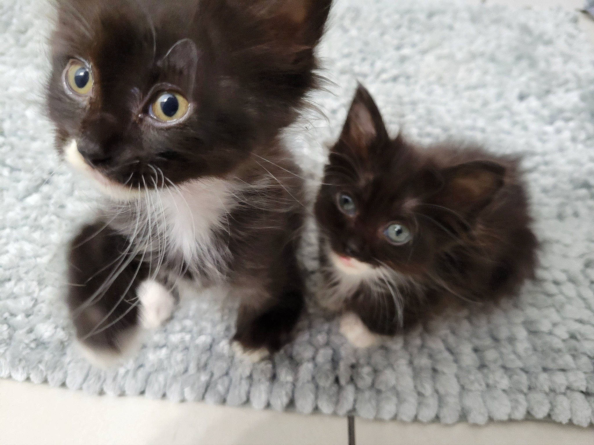 Tommy Boy Jerry Baby