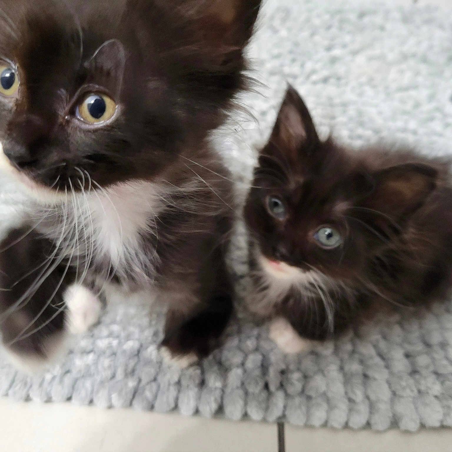 Tommy Boy Jerry Baby