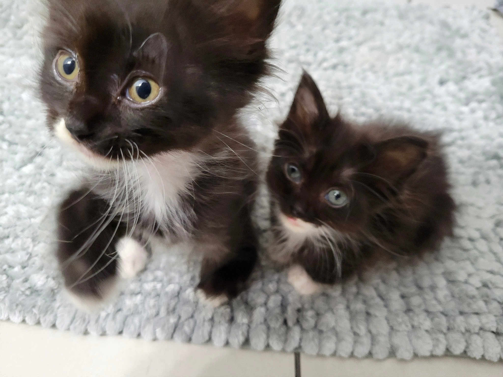 Tommy Boy Jerry Baby