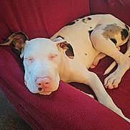 Kash joined the competition — help win amazing prizes! dog, sleeping, white_dog, black_spots, chair, red_chair, cozy, indoor, pet, animal, relaxed, napping, cute, domestic_animal, canine, resting, fur, paw, nose, ear