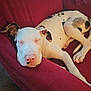 dog, sleeping, white_dog, black_spots, chair, red_chair, cozy, indoor, pet, animal, relaxed, napping, cute, domestic_animal, canine, resting, fur, paw, nose, ear
