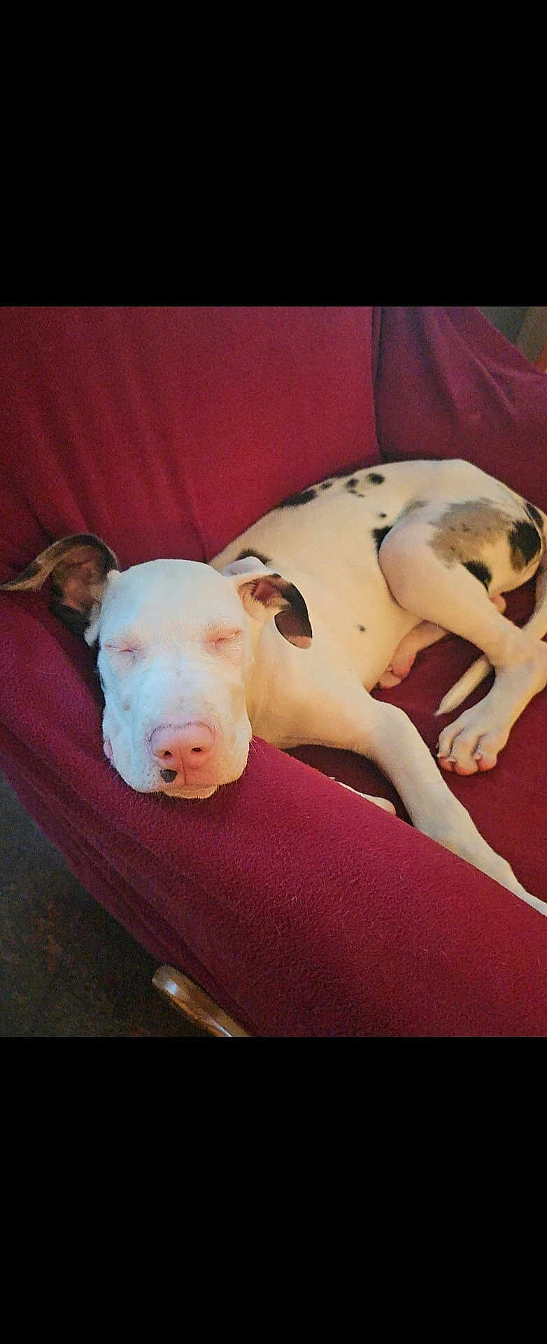 Kash joined the competition — help win amazing prizes! dog, sleeping, white_dog, black_spots, chair, red_chair, cozy, indoor, pet, animal, relaxed, napping, cute, domestic_animal, canine, resting, fur, paw, nose, ear
