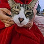 bed, blanket, cat, close_up, cozy, domestic, ears, feline, hands, human_hands, indoor, nose, person, pet, portrait, red_blanket, sleepy, soft_texture, whiskers, wink