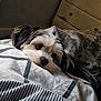 Poppy is registered to the contest to win money with this photo: dog, pet, bed, blanket, indoor, cozy, resting, fur, cute, animal, sleepy, comfort, home, canine, portrait, closeup, relaxing, soft, black_and_white, furniture