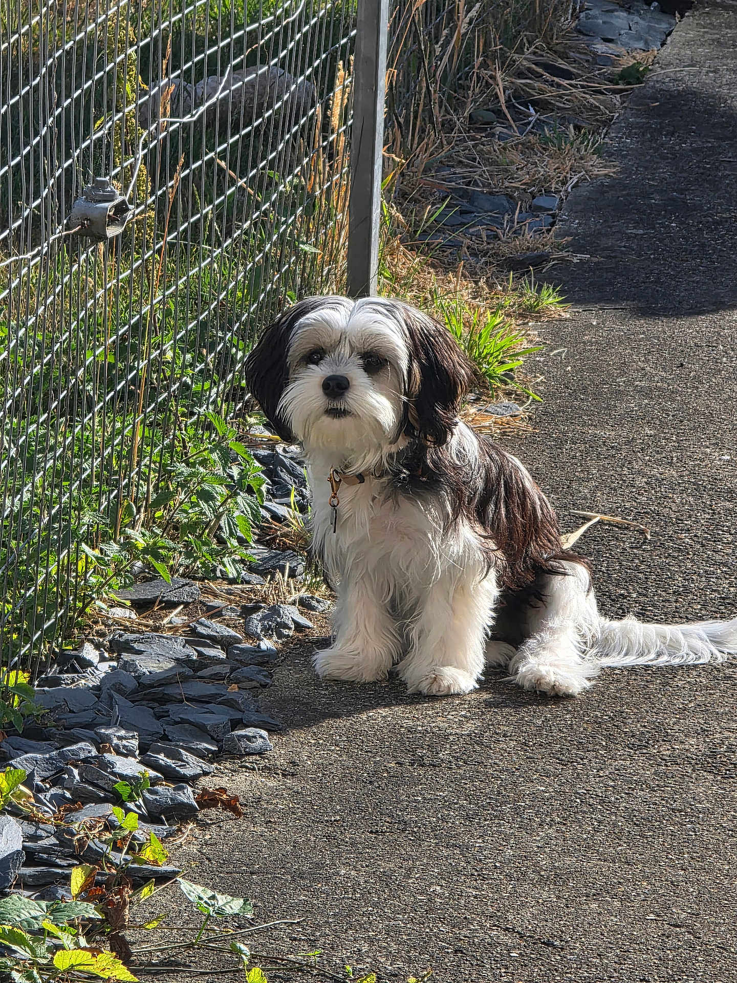 Poppy joined the competition — help win amazing prizes! dog, outdoor, path, sunlight, fence, grass, rocks, pet, animal, black_and_white, fluffy, collar, sitting, calm, curious, nature, daylight, small_dog, fur, quiet