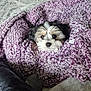 dog, puppy, blanket, purple, cozy, indoor, bed, fur, cute, snug, pet, animal, comfort, resting, small_dog, soft, warm, home, relaxation, sleepy