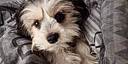 Poppy joined the competition — help win amazing prizes! puppy, dog, pet, cute, fluffy, bed, blanket, cozy, resting, indoor, animal, fur, looking_up, close_up, adorable, companion, domestic, young, snuggle, soft