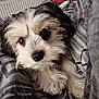 puppy, dog, pet, cute, fluffy, bed, blanket, cozy, resting, indoor, animal, fur, looking_up, close_up, adorable, companion, domestic, young, snuggle, soft