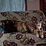 Jack is registered to the contest to win money with this photo: animal, brown, companion, couch, curious, dog, door, fabric, furniture, home, indoor, laying, living_room, pattern, pet, relaxed, resting, two_dogs, white, window