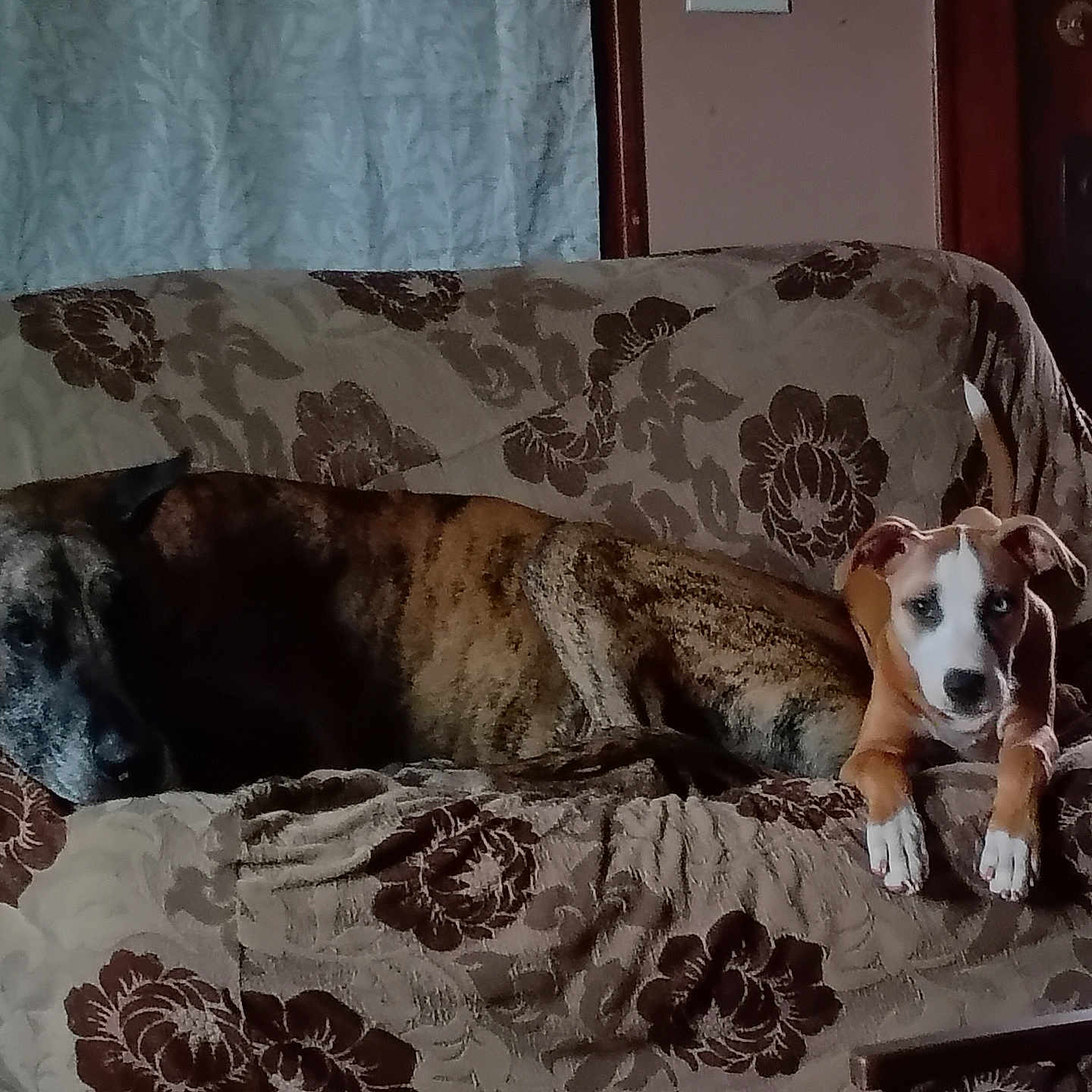Jack is registered to the contest to win money with this photo: animal, brown, companion, couch, curious, dog, door, fabric, furniture, home, indoor, laying, living_room, pattern, pet, relaxed, resting, two_dogs, white, window