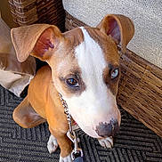 Jack is registered to the contest to win money with this photo: animal, brown, carpet, closeup, collar, cute, dog, ears, floor, furniture, indoor, leash, nose, pet, puppy, sitting, waiting, white, woven_basket, young_dog
