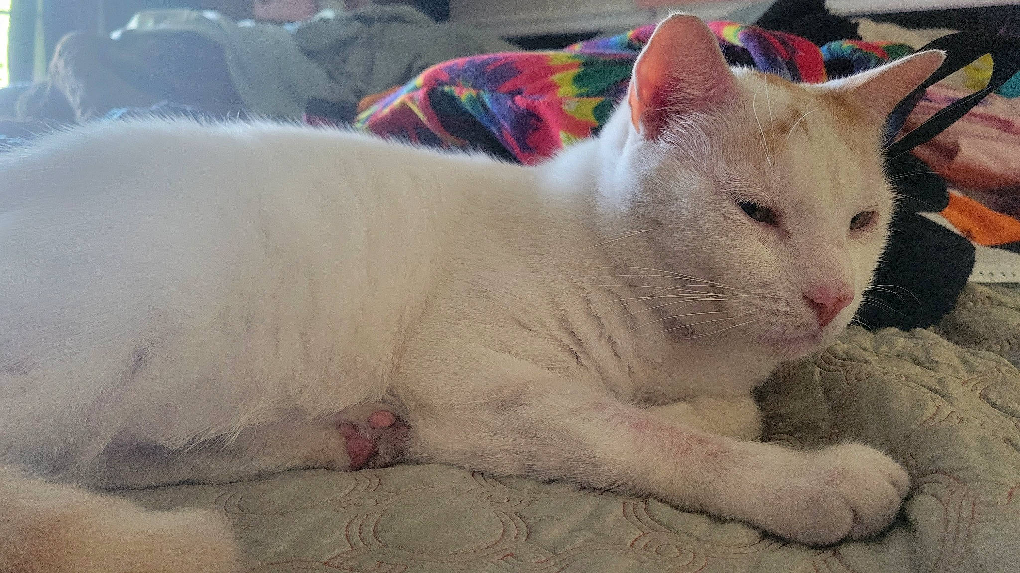 Gemini joined the competition — help win amazing prizes! carnivore, cat, claw, comfort, domestic_short_haired_cat, eye, fang, fawn, felidae, fur, paw, small_to_medium_sized_cats, snout, tail, terrestrial_animal, whiskers