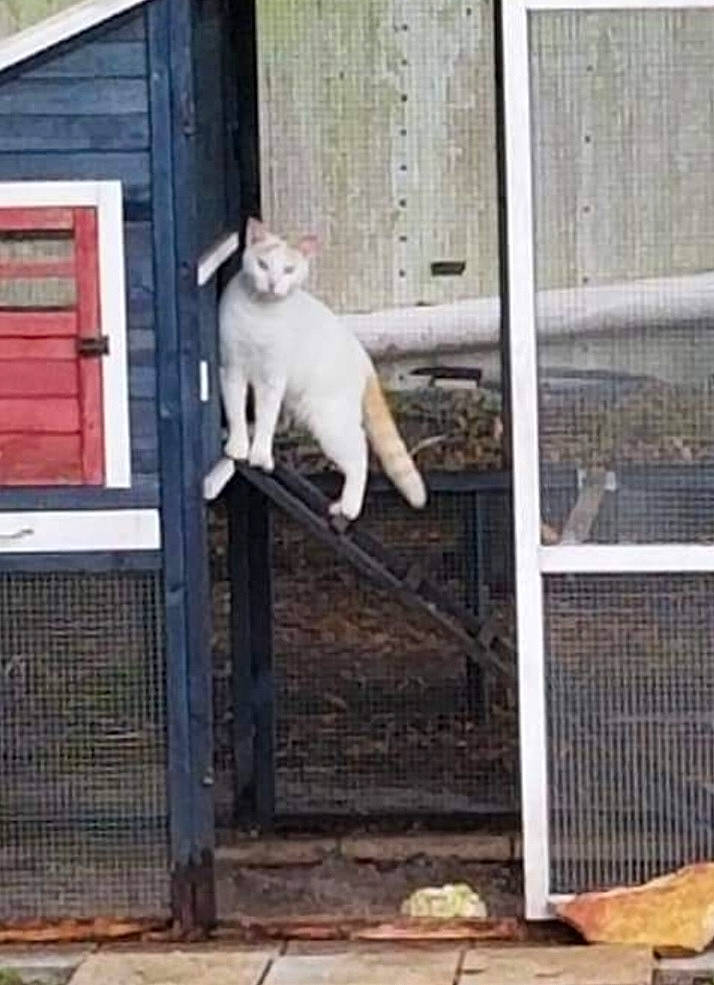 Gemini joined the competition — help win amazing prizes! animal_shelter, art, cage, carnivore, companion_dog, dog, dog_breed, door, fawn, felidae, fence, mesh, pet_supply, siding, small_to_medium_sized_cats, snout, tail, wildlife, window, wood