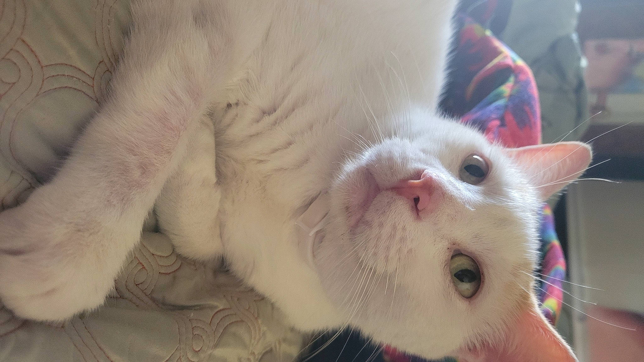 Gemini is registered to the contest to win money with this photo: carnivore, cat, claw, close_up, domestic_short_haired_cat, ear, eye, eyebrow, eyelash, fang, fawn, felidae, fur, head, iris, paw, small_to_medium_sized_cats, snout, tail, whiskers