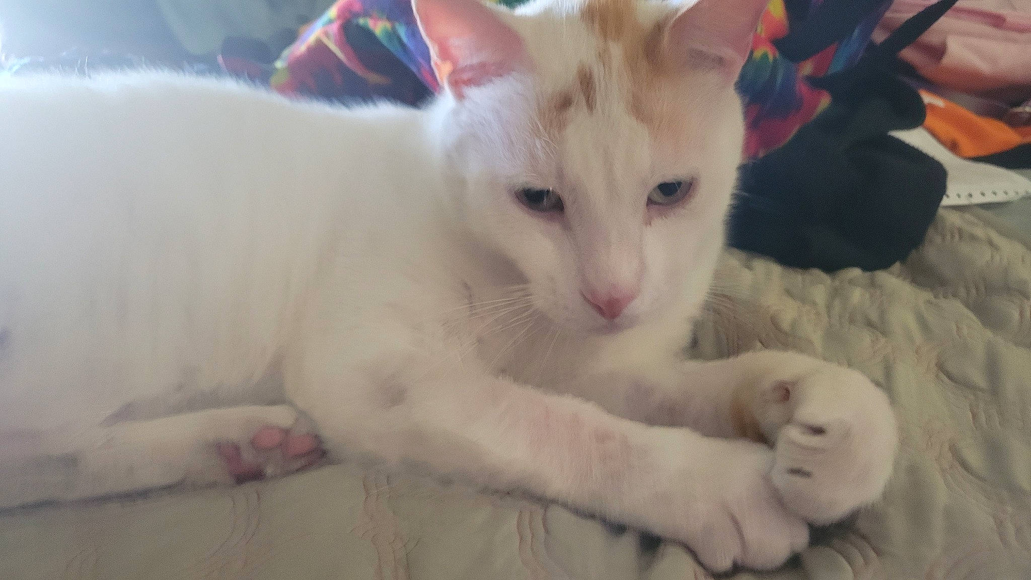 Gemini is registered to the contest to win money with this photo: carnivore, cat, claw, domestic_short_haired_cat, fawn, felidae, fur, paw, small_to_medium_sized_cats, snout, tail, terrestrial_animal, whiskers