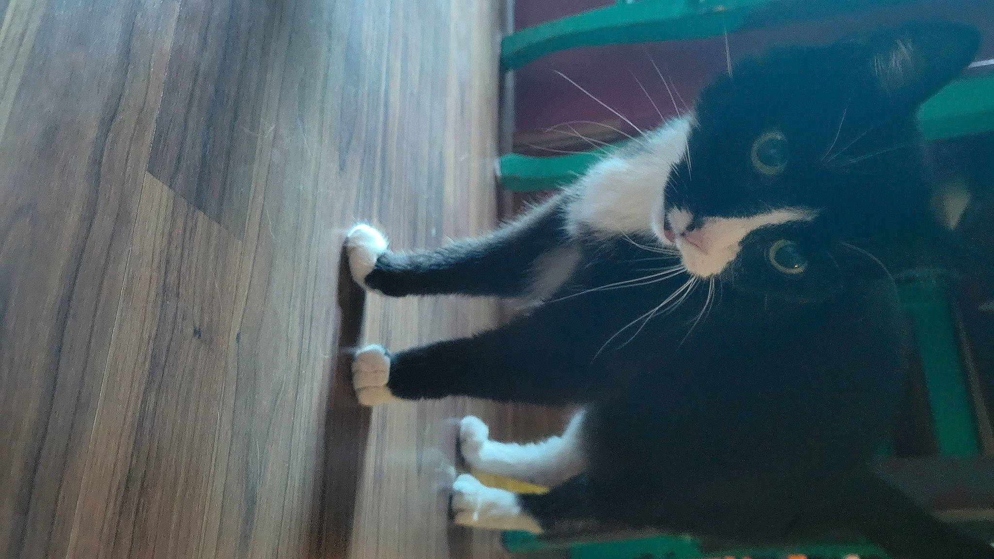 Minnie joined the competition — help win amazing prizes! black_cat, carnivore, cat, claw, domestic_short_haired_cat, felidae, flooring, fur, grass, hardwood, paw, photo_caption, plant, small_to_medium_sized_cats, snout, tail, whiskers, window, wood