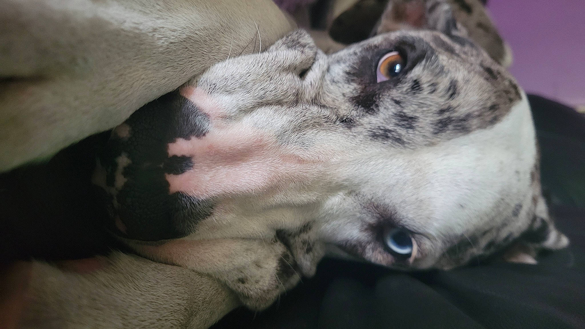 Harper joined the competition — help win amazing prizes! canidae, carnivore, companion_dog, dog, dog_breed, fawn, fur, guard_dog, non_sporting_group, sporting_group, terrestrial_animal, whiskers, working_animal, working_dog