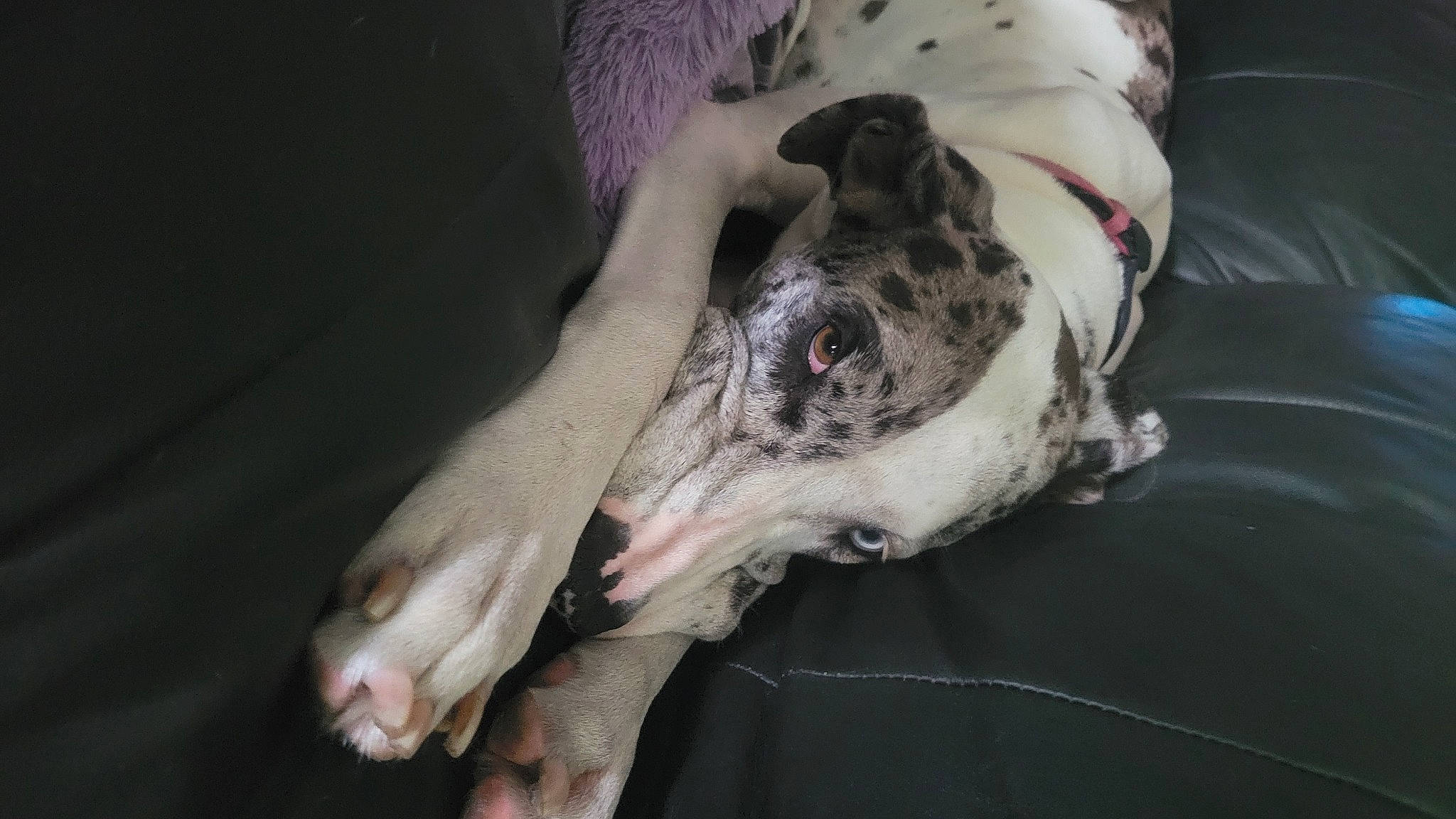 Harper joined the competition — help win amazing prizes! canidae, carnivore, companion_dog, dog, dog_breed, fawn, guard_dog, magyar_agar, non_sporting_group, rampur_greyhound, sighthound, snout, sporting_group, terrestrial_animal, whiskers, working_animal